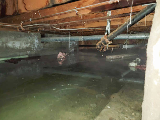 Best Water damage restoration company  in Webster, SD