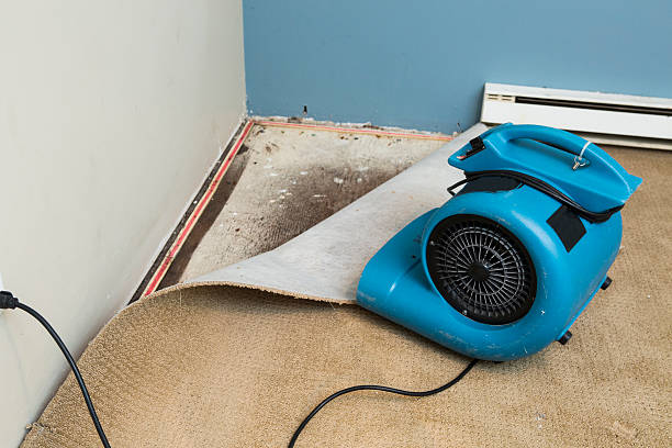 Best Water damage cleanup near me  in Webster, SD